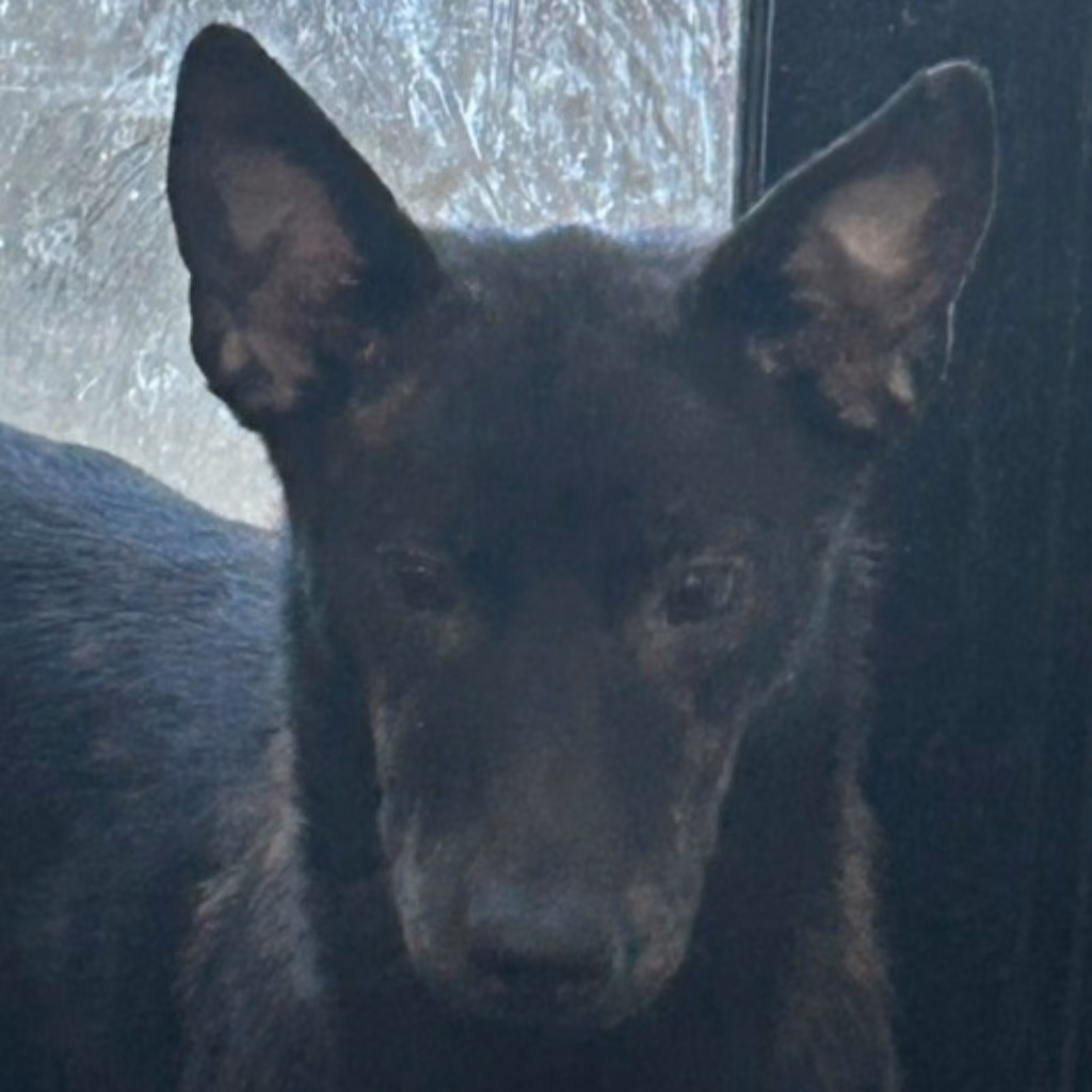 Tabby adult male mixed-breed dog, Medium, shelter no. …7035