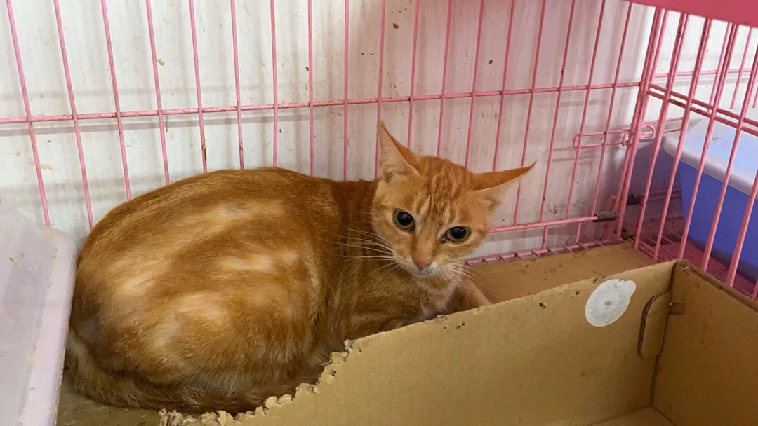 Orange tabby adult female mixed-breed cat, Medium, shelter no. …0312
