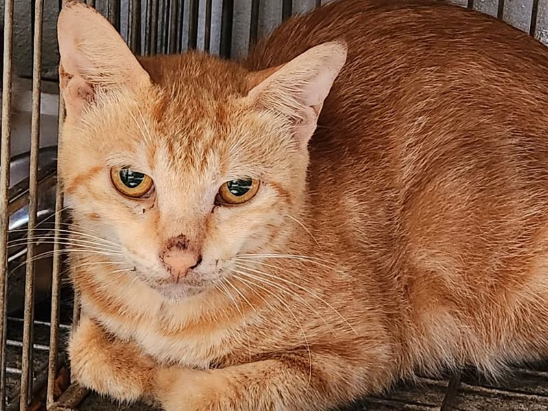 Orange tabby adult female mixed-breed cat, Medium, shelter no. …2004