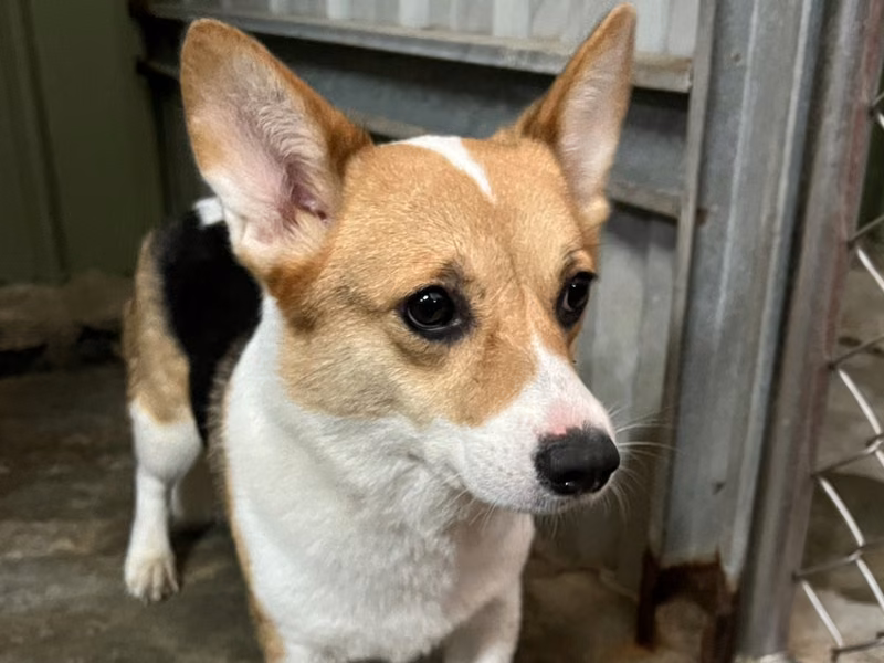 Black-and-white adult female Welsh Corgi, Medium, shelter no. …1002