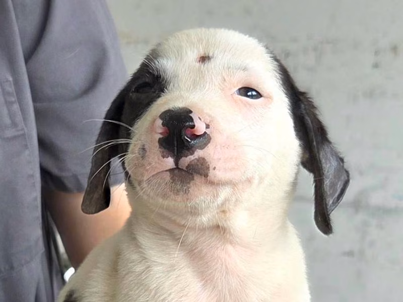 Black-and-white young male mixed-breed dog, Medium, shelter no. …8006