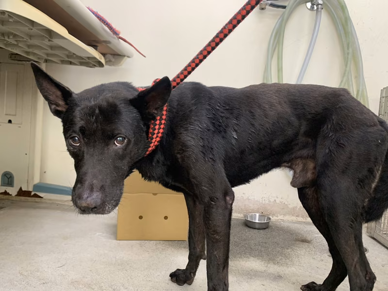 Black adult male mixed-breed dog, Medium, shelter no. …0107