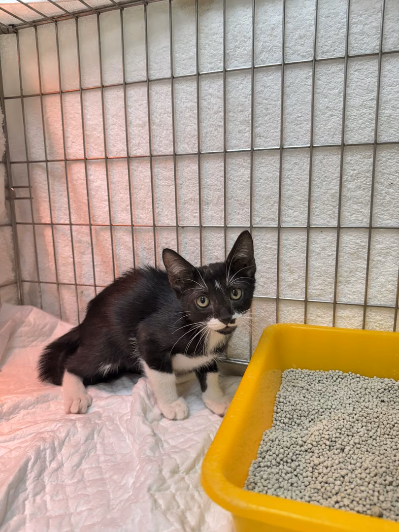 Black-and-white young male mixed-breed cat, Small, shelter no. …3001