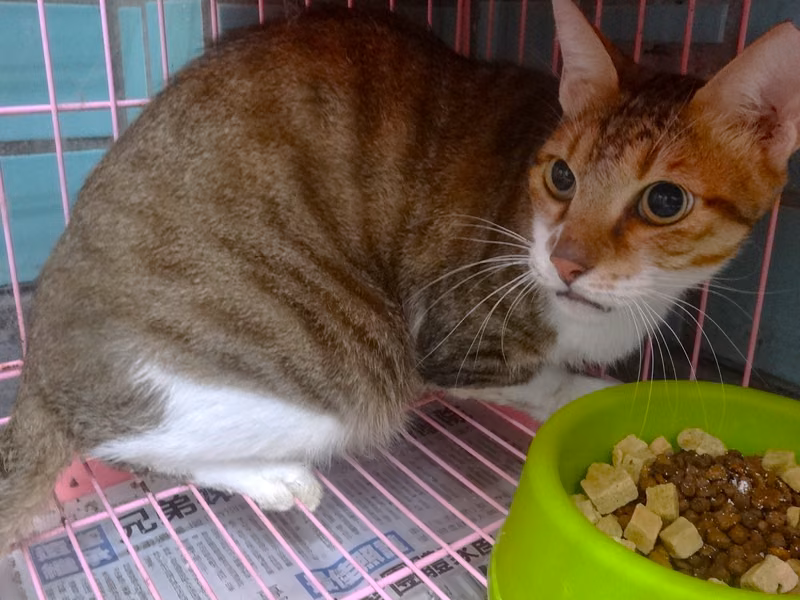 Tabby-and-white adult male mixed-breed cat, Large, shelter no. …1564