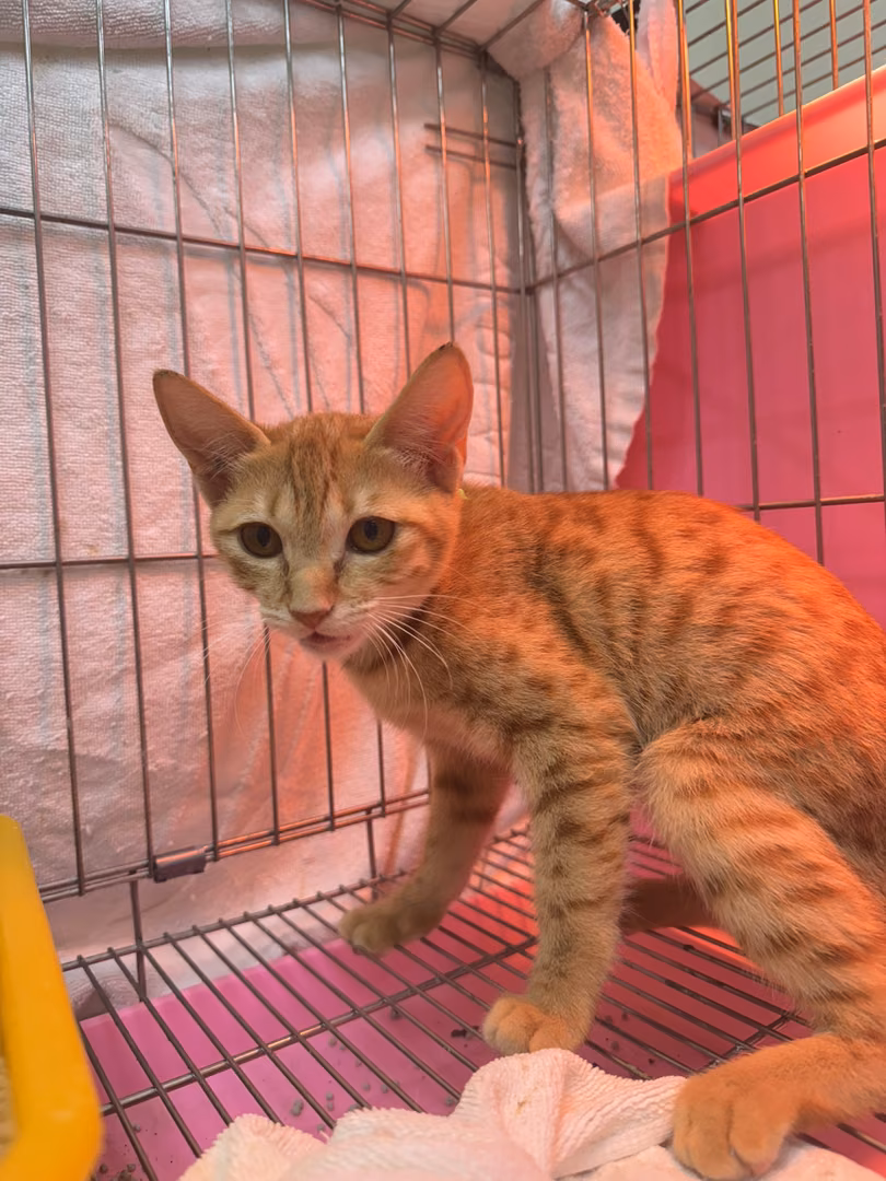 Orange tabby young female mixed-breed cat, Small, shelter no. …6004
