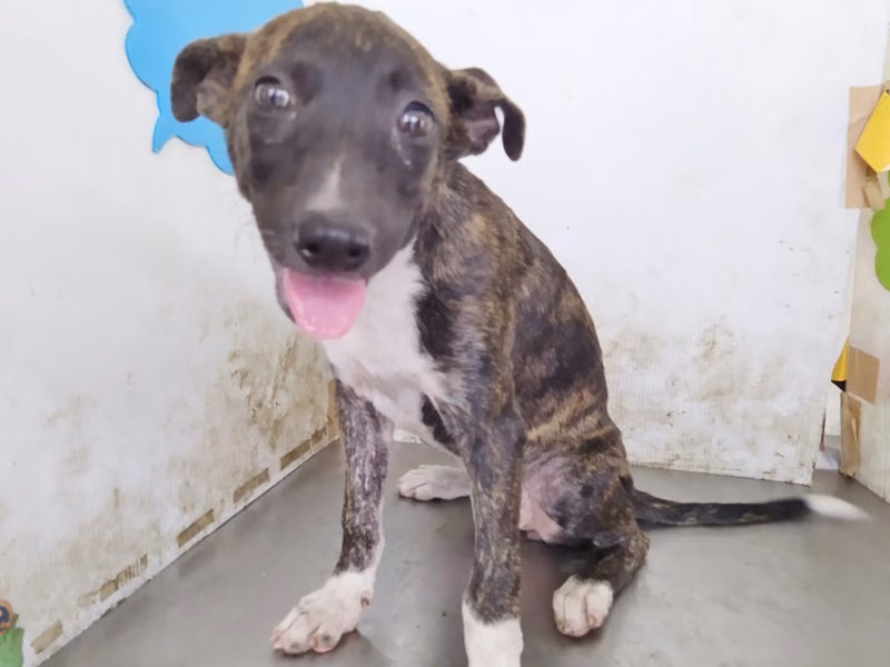 Tabby young female mixed-breed dog, Medium, shelter no. …B3-1