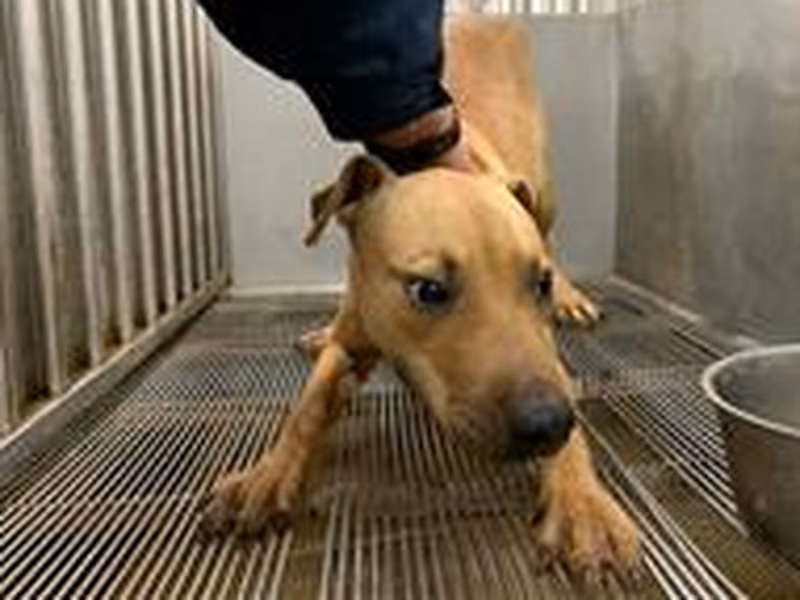Tan male American Pit Bull Terrier, Medium, shelter no. …4006