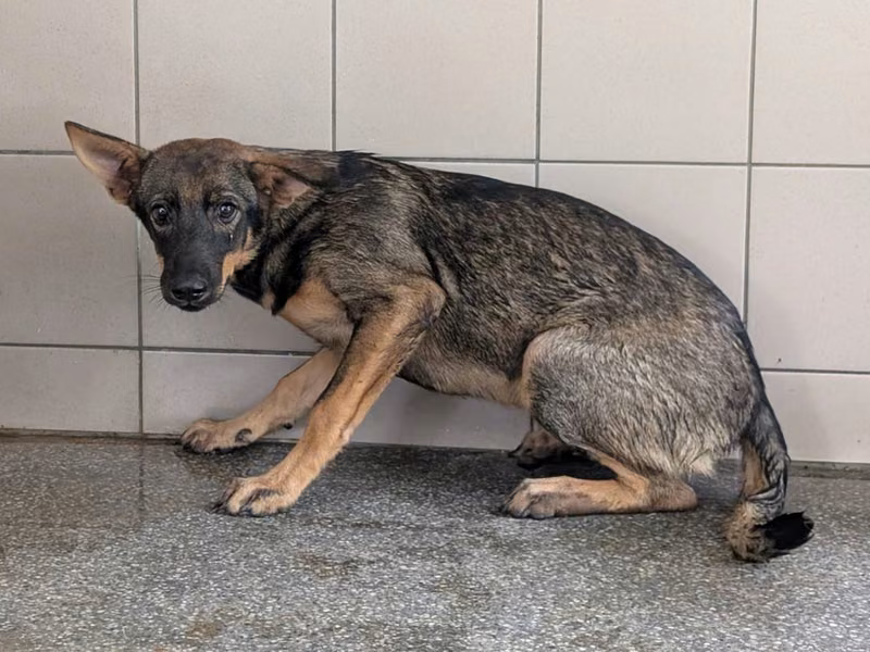 Black adult female mixed-breed dog, Large, shelter no. …2209