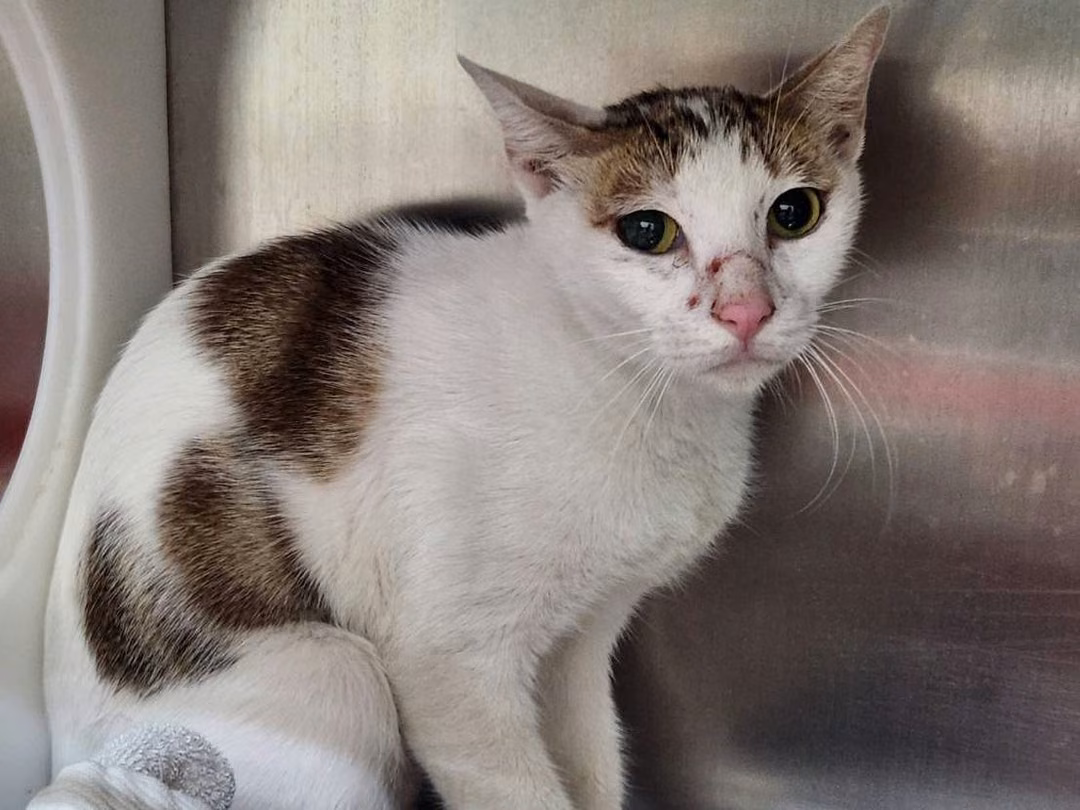 Tabby-and-white adult female mixed-breed cat, Medium, shelter no. …2002