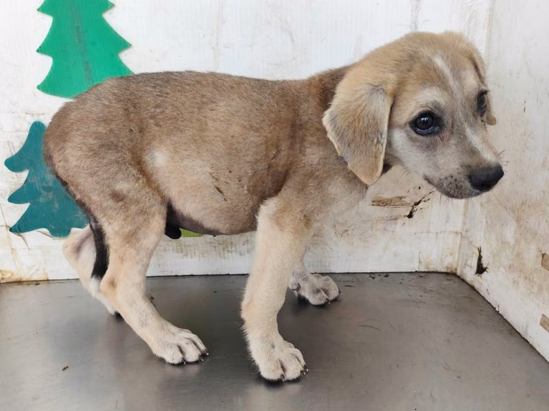 Tan young male mixed-breed dog, Medium, shelter no. …0801