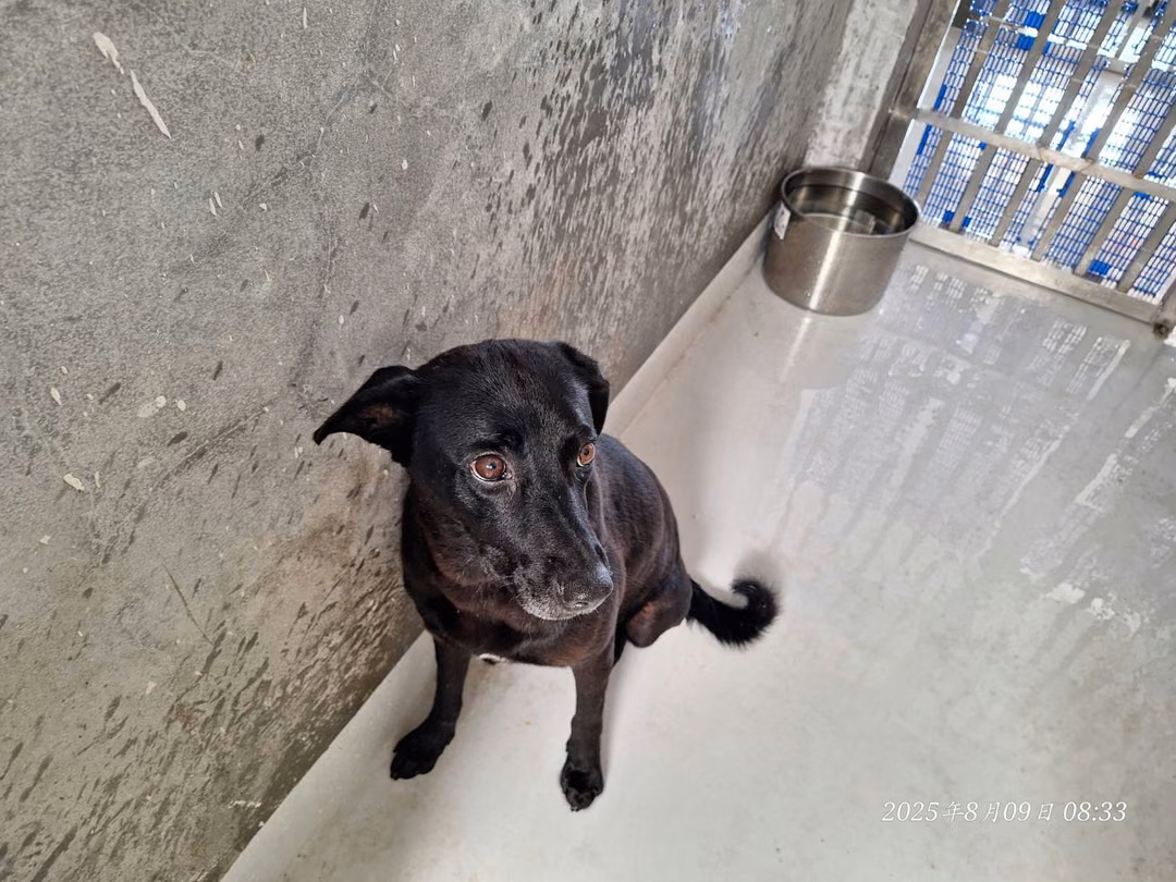 Black adult female mixed-breed dog, Medium, shelter no. …8001
