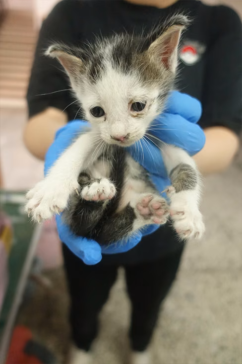 Black-and-white young mixed-breed cat, Small, shelter no. …1782