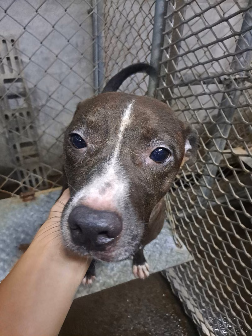 Black-and-white adult female American Pit Bull Terrier, Medium, shelter no. …6008