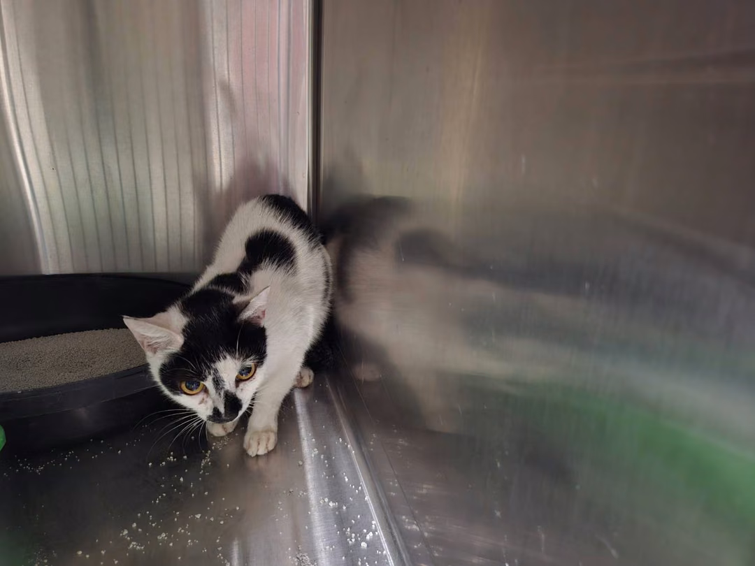 Black-and-white young female mixed-breed cat, Medium, shelter no. …1002