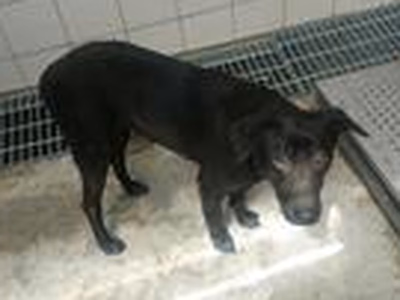 Black adult female mixed-breed dog, Medium, shelter no. …4009