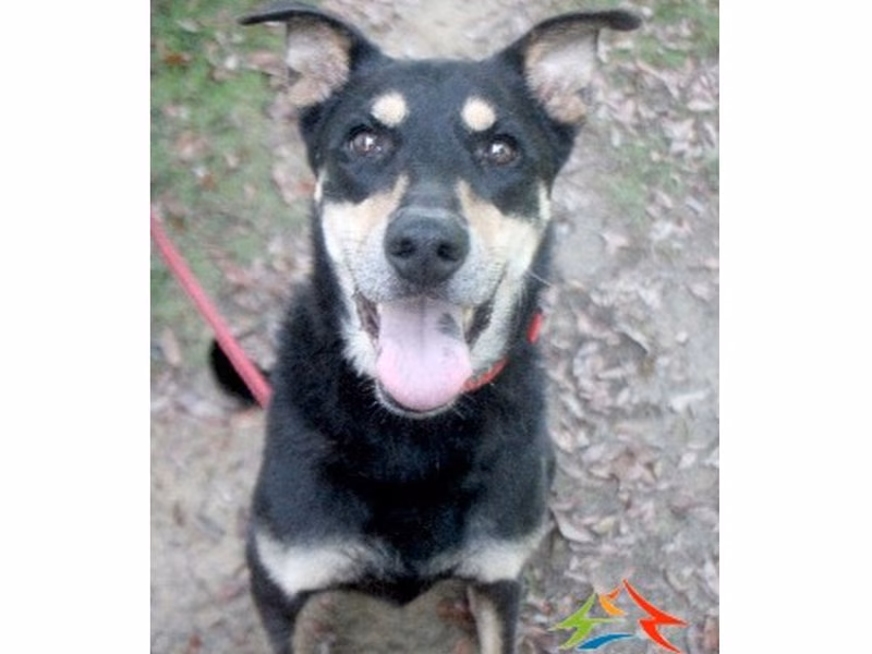 Black-and-brown adult female mixed-breed dog, Large, shelter no. …6006