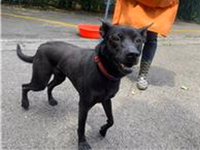 Black young female mixed-breed dog, Small, shelter no. …2802
