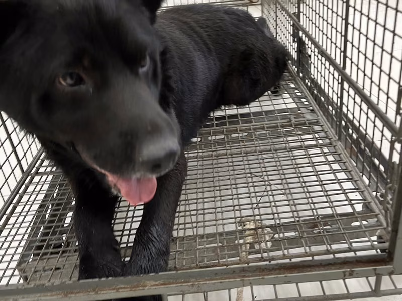 Black adult male mixed-breed dog, Large, shelter no. …2D01