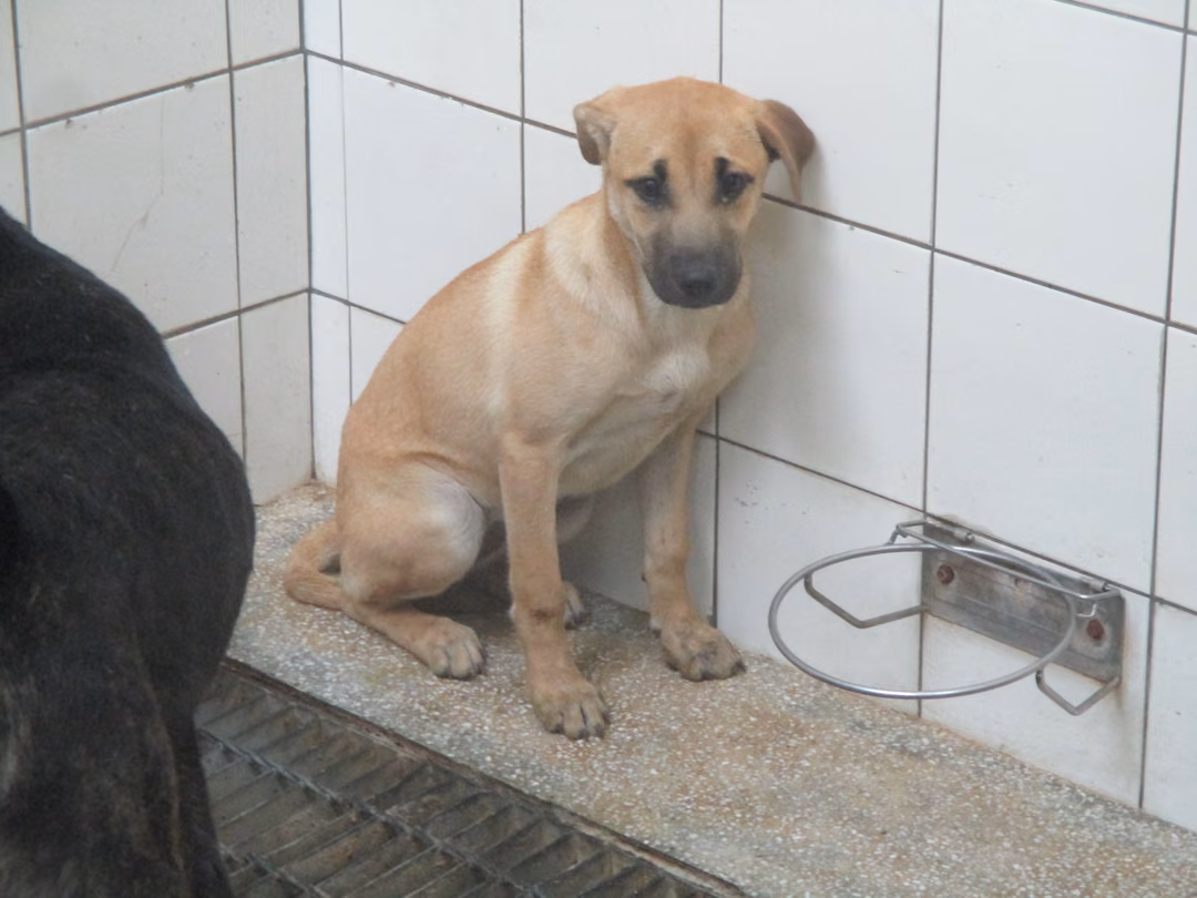 Tan adult female mixed-breed dog, Medium, shelter no. …8A25