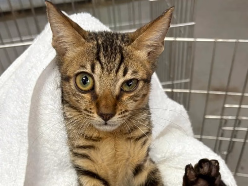 Tabby young male mixed-breed cat, Medium, shelter no. …5002