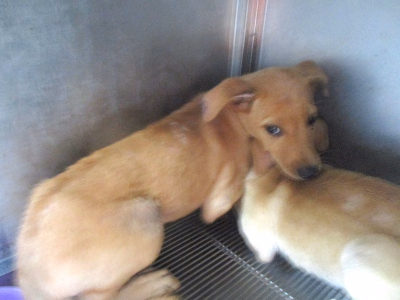 Tan young female mixed-breed dog, Small, shelter no. …13-1