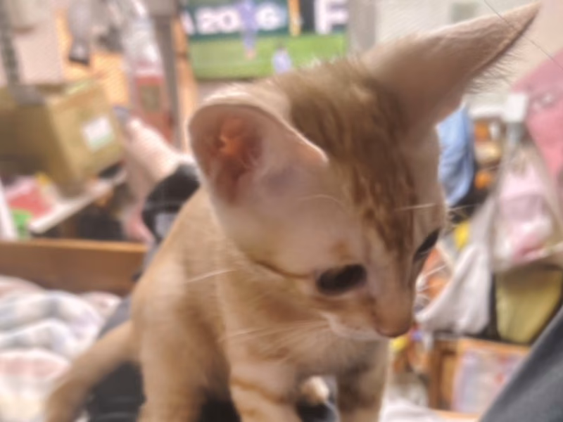 Orange-and-white young male mixed-breed cat, Medium, shelter no. …7003