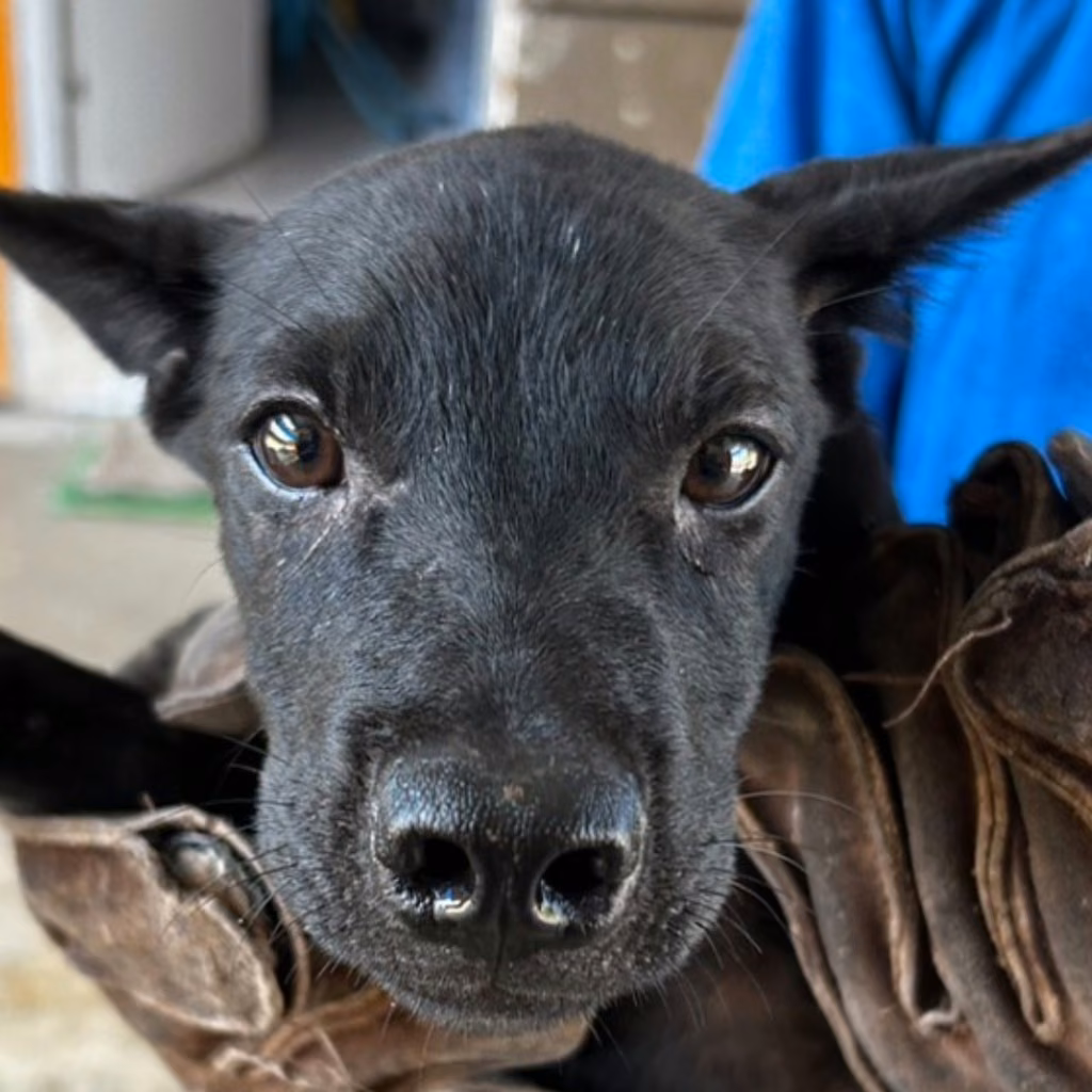 Black young female mixed-breed dog, Medium, shelter no. …9018