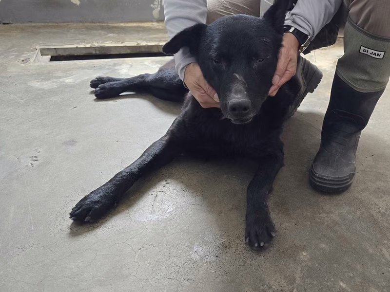 Black adult male mixed-breed dog, Medium, shelter no. …1002