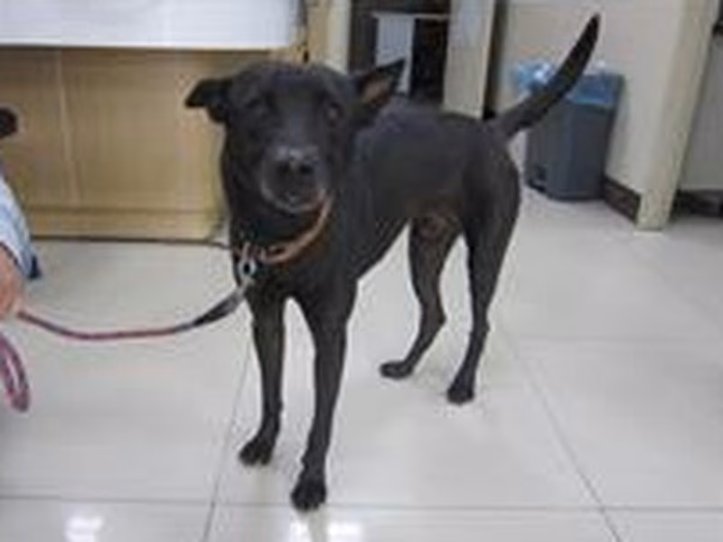 Black adult male mixed-breed dog, Medium, shelter no. …2901