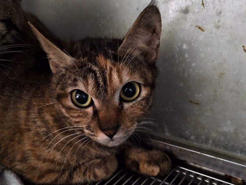 Adult female mixed-breed cat, Medium, shelter no. …7007