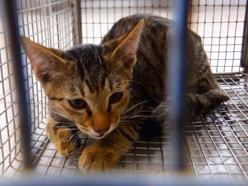 Tabby adult male mixed-breed cat, Small, shelter no. …12C2