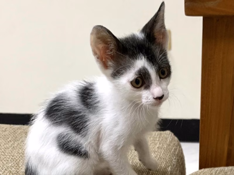 Black-and-white young male mixed-breed cat, Small, shelter no. …0004