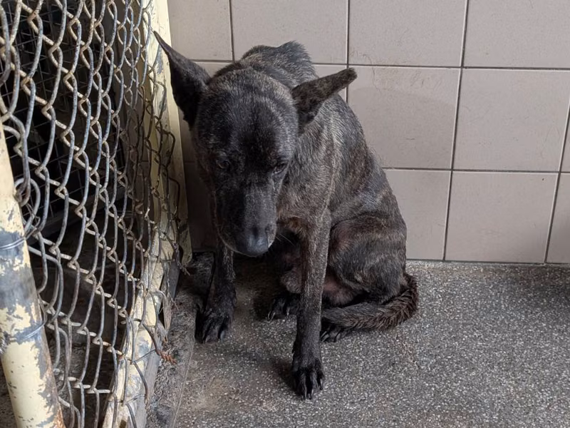 Tabby adult male mixed-breed dog, Large, shelter no. …1503
