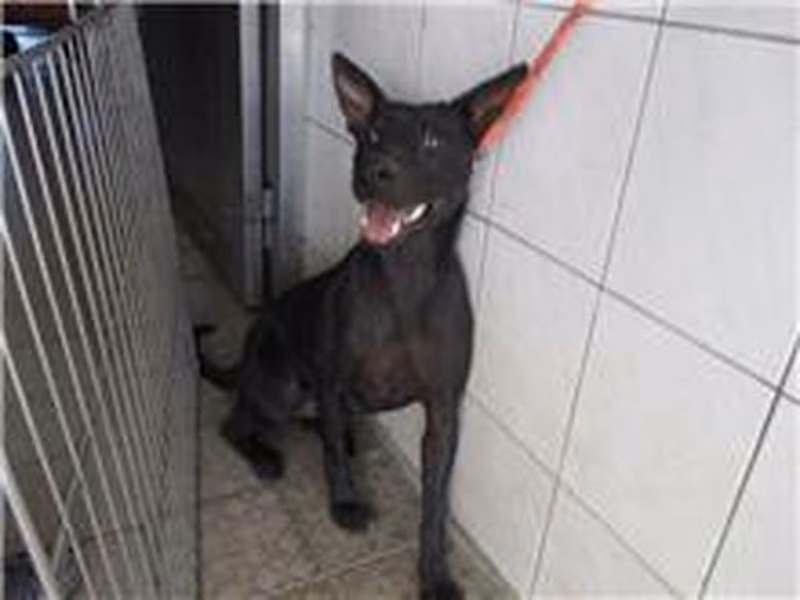 Black adult female mixed-breed dog, Medium, shelter no. …6248