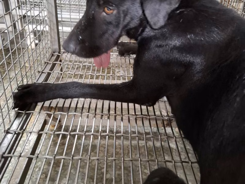 Black adult female mixed-breed dog, Large, shelter no. …3-05
