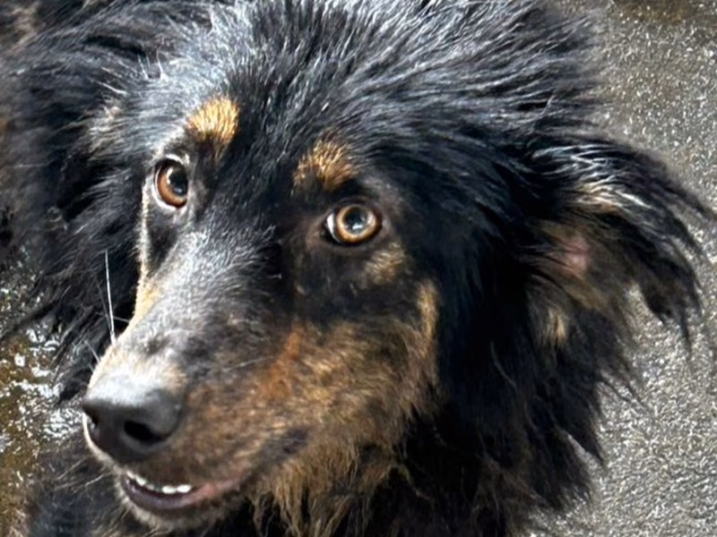 Black-and-tan adult male mixed-breed dog, Large, shelter no. …6014
