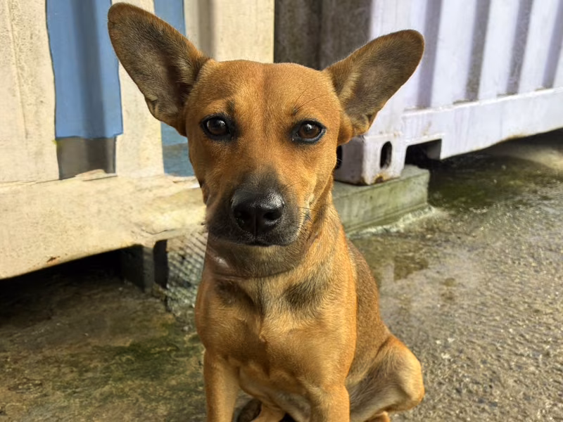 Tan adult female mixed-breed dog, Medium, shelter no. …3006
