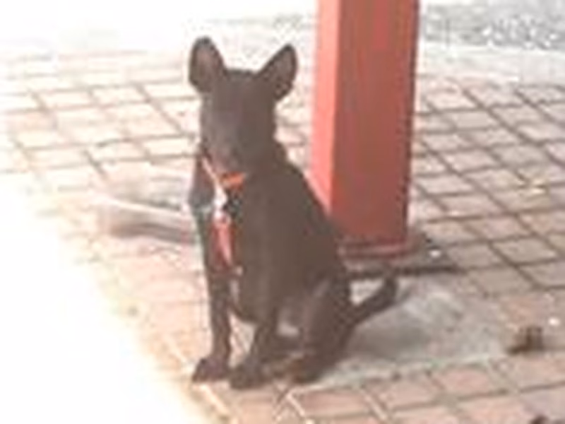 Black young female mixed-breed dog, Small, shelter no. …8003