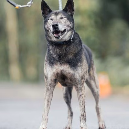 Black-and-tan adult male mixed-breed dog, Medium, shelter no. …4003