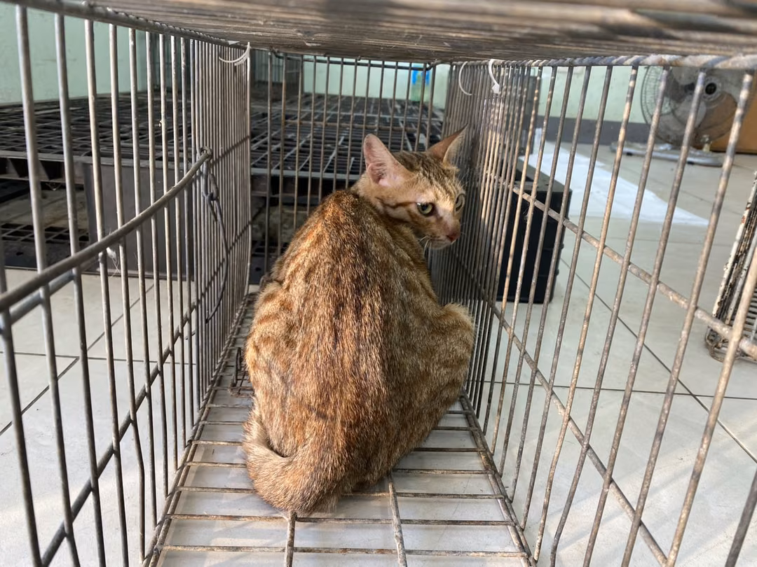 Adult female mixed-breed cat, Small, shelter no. …2C02