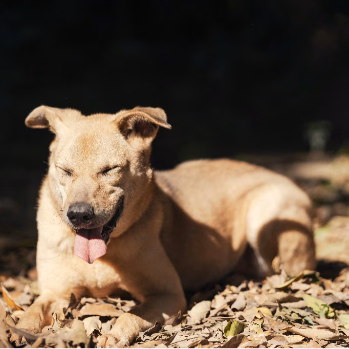 Tan adult male mixed-breed dog, Medium, shelter no. …2503