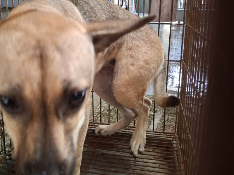 Black-and-tan adult female mixed-breed dog, Medium, shelter no. …0-03