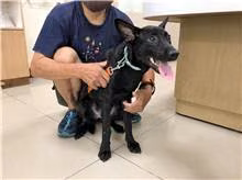 Black young male mixed-breed dog, Medium, shelter no. …2101