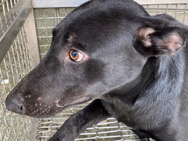 Black adult male mixed-breed dog, Medium, shelter no. …7-05