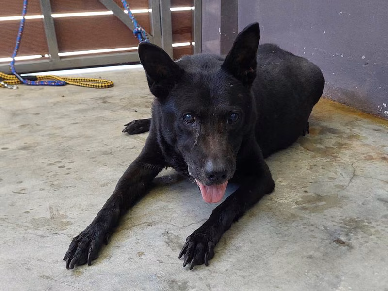 Black adult male mixed-breed dog, Medium, shelter no. …6001