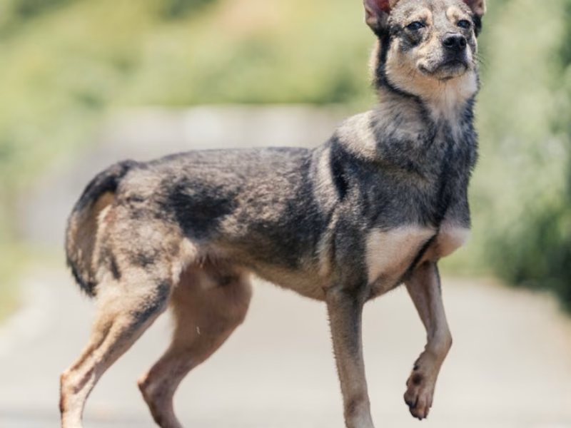 Chien croisé mâle jeune (noir et gris), Moyen, refuge n° …8002
