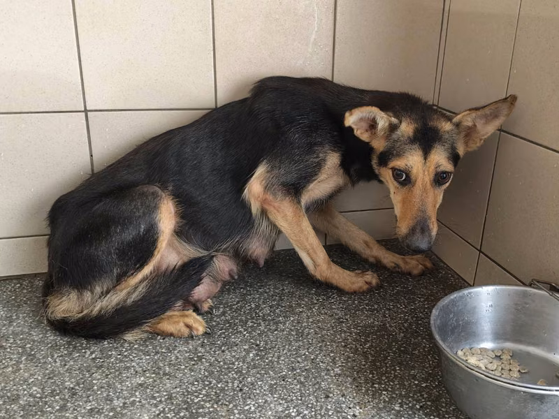 Black adult female mixed-breed dog, Large, shelter no. …0912