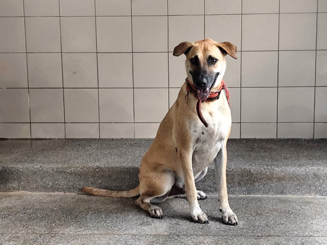 Tan adult male mixed-breed dog, Large, shelter no. …2508