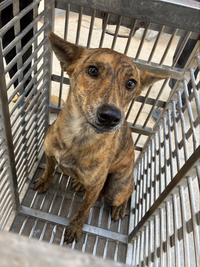 Tabby adult female mixed-breed dog, Medium, shelter no. …5009