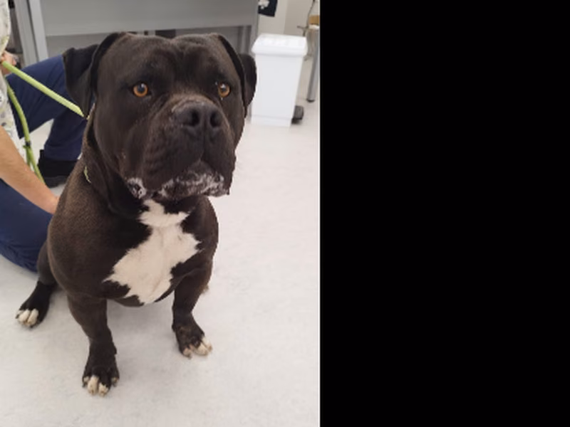 Txinin, Adult · Male · Large · American Staffordshire Terrier